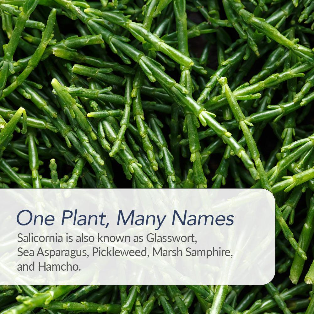 Green Salt is made from Plant of Salicornia  also known as Sea asparagus Glasswort, Hamcho, Marsh Samphire, 